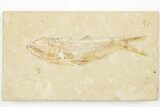 Cretaceous Fossil Fish (Sedenhorstia) - Lebanon #201353-1